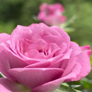 ガーデニング,ミニ薔薇,花のある暮らし,ミニバラ鉢植え,バラ・ミニバラの画像