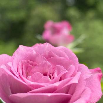 スーパーアリッサム スノープリンセス,ザファームユニバーサル茨木,PWの画像