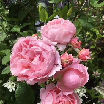 ブラザー・カドフィールの画像 by mizzaさん | 小さな庭とブラザー・カドフィールとガーデニングと花のある暮らしとばら バラ 薔薇とおうち園芸