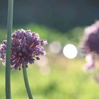 ニンニク,ニンニクの花,にんにく,青い花,一眼レフの画像