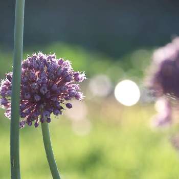 レモン,プランター栽培の画像