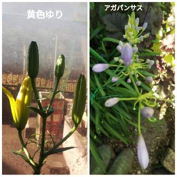 アガパンサス蕾の投稿画像一覧 Greensnap グリーンスナップ