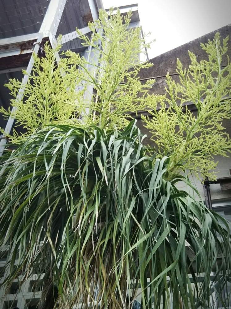 トックリランの花の投稿画像 By ヒーさん ヒヤミカチ首里城 月6月10日 Greensnap グリーンスナップ
