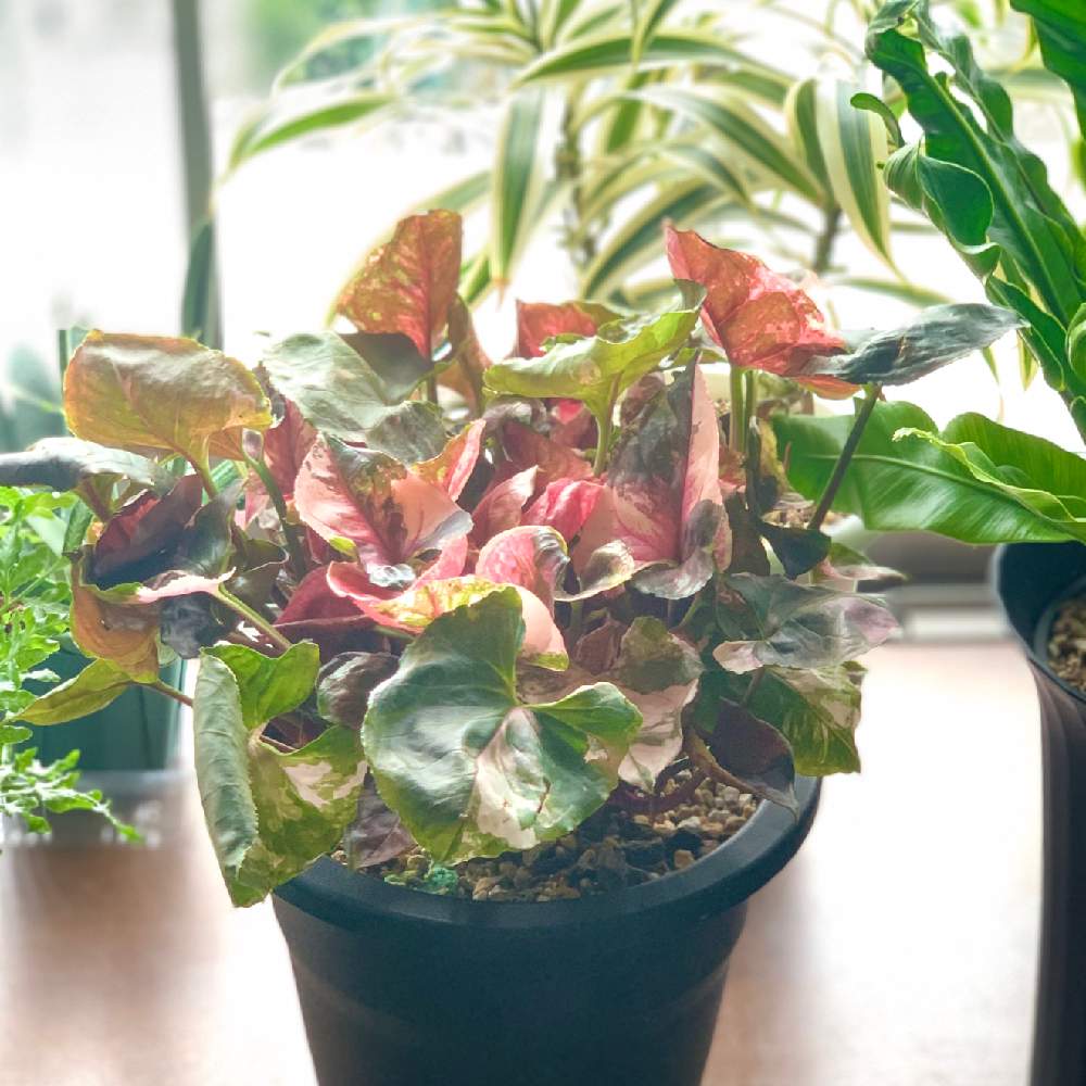 シンゴニウムの投稿画像 By ままちゃんこさん ソングオブインディアとシンゴニウム ピンクジュエルとシンゴニューム ピンクジュエルとカラーリーフと観葉植物といつもありがとう と うちの出窓 とおうち園芸とgs 大好きとコロナおしりペンペン ὢ と観葉植物