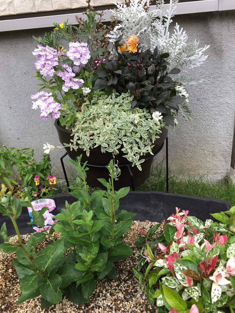 寄せ植えの投稿画像 By 雨音さん ハツユキカズラ と矮性キキョウ アストラピンクダブルと寄せ植えとハツユキカズラ と矮性キキョウ アストラピンクダブル 月6月10日 Greensnap グリーンスナップ Greensnap グリーンスナップ