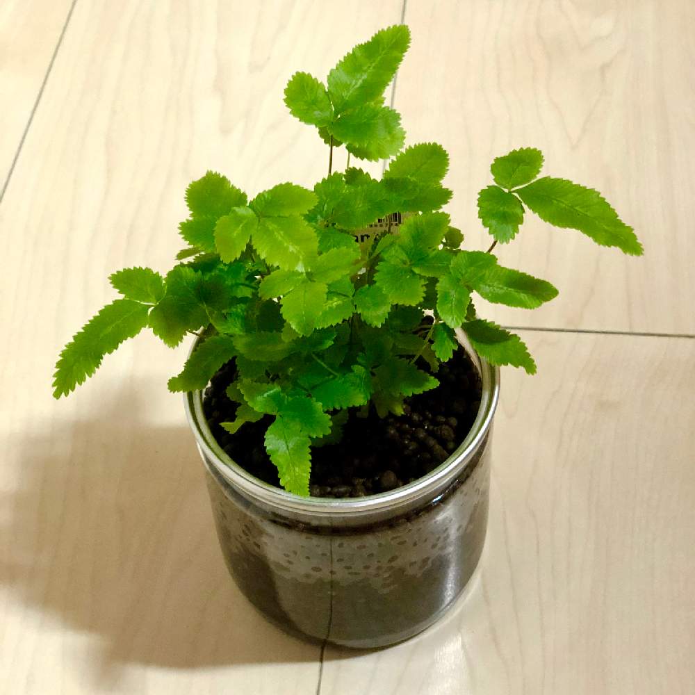 プテリスの投稿画像 By ღ Cath ღさん インテリア 月6月10日 Greensnap グリーンスナップ Greensnap グリーンスナップ