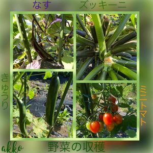 野菜畑の野菜たち,無農薬野菜,オーガニック野菜 ,おうち園芸,我が家の野菜畑の画像