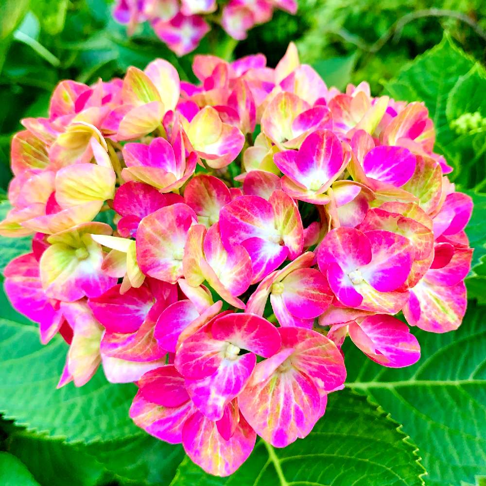 紫陽花の投稿画像 By スマイルさん ピンクの花と色鮮やか と紫陽花 アジサイ あじさいと綺麗な花とアジサイ 紫陽花とお花とかわいいな とお花好き 月6月10日 Greensnap グリーンスナップ