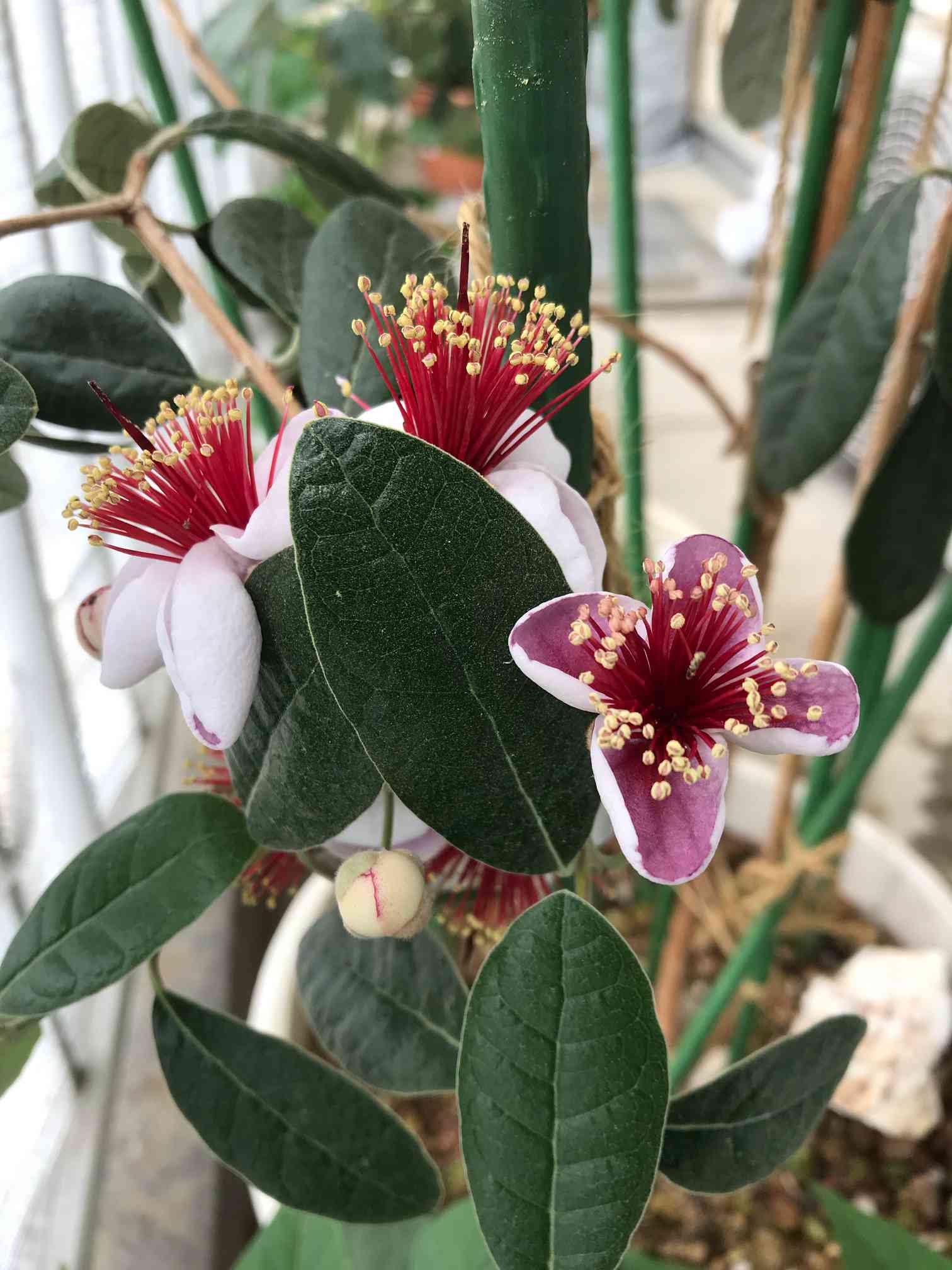 フェイジョア アポロ 園芸ネット本店｜フェイジョア：アポロ 3.5号ポット の通販【公式】