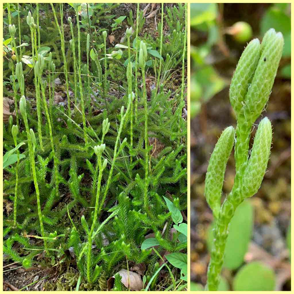 ヒカゲノカズラ科の一覧｜🍀GreenSnap（グリーンスナップ）