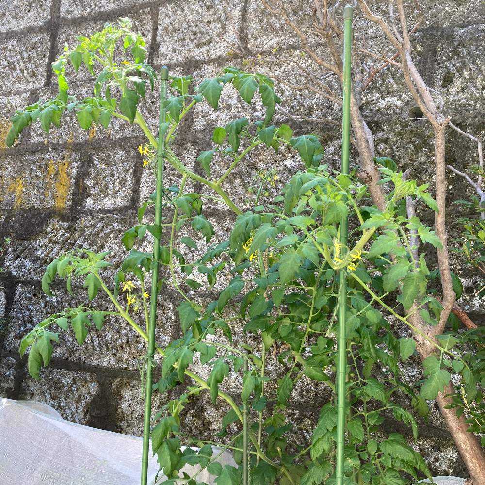 初めて植えたミニトマト 9 12終了 Greensnap グリーンスナップ