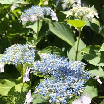 初夏の花木の投稿画像一覧 Greensnap グリーンスナップ