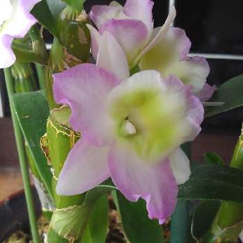 篠ちゃんさんの投稿画像 月7月6日 Greensnap グリーンスナップ