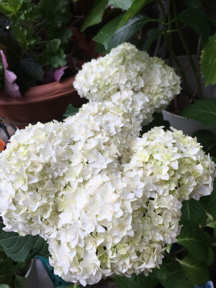 アジサイの投稿画像 By Manabeさん プリンセス アンと白い花と紫陽花 アジサイ あじさいと手毬咲きと白いアジサイと鉢植えアジサイ 月6月10日 Greensnap グリーンスナップ