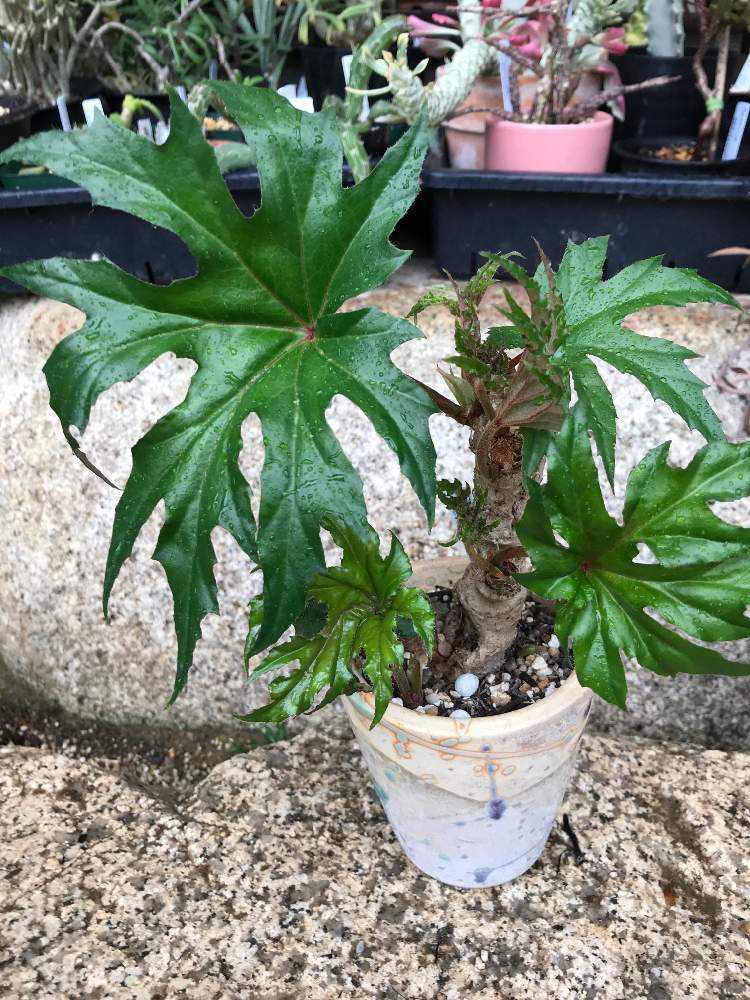 ベゴニアの投稿画像 By オデッサさん さくらベゴニア クラシカウリスと根茎性 ベゴニアと観葉植物と塊根植物と可愛い鉢 月6月10日 Greensnap グリーンスナップ