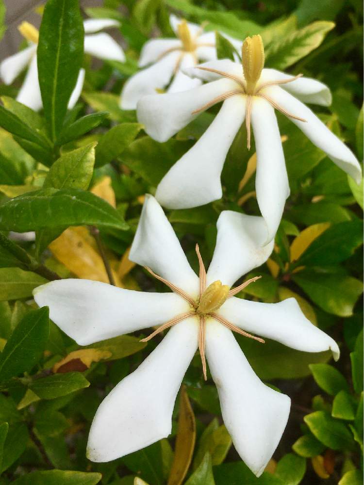 クチナシの投稿画像 By Hahahaさん いい香りと白い花といい香りと白い花 月6月10日 Greensnap グリーンスナップ Greensnap グリーンスナップ