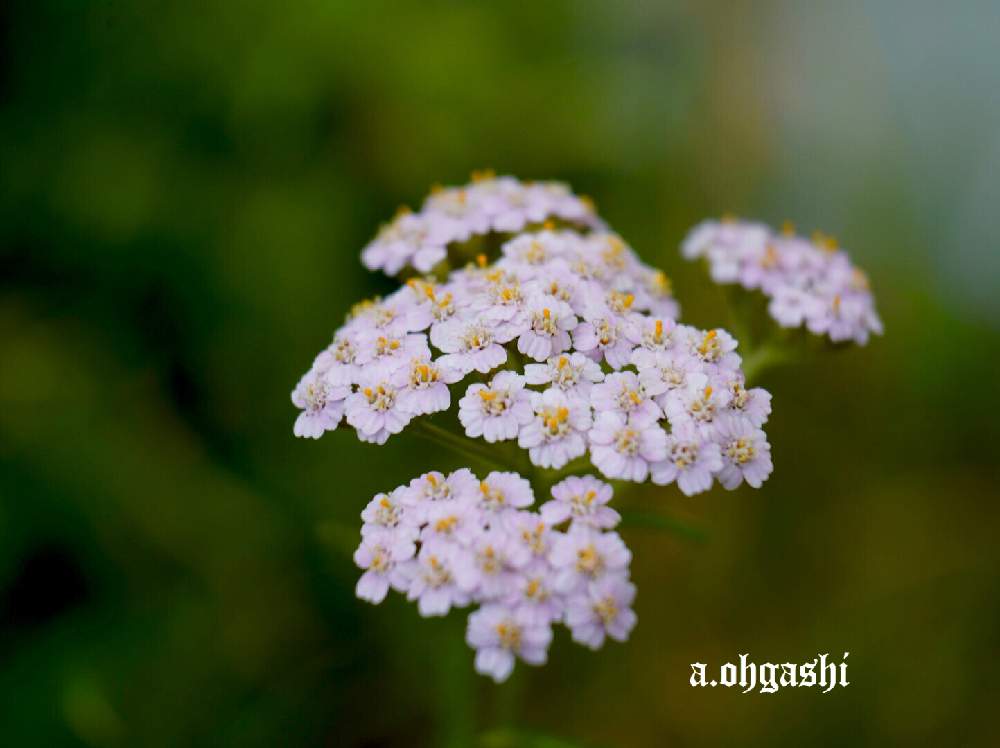 セイヨウノコギリソウの投稿画像 By がっちゃんさん 月6月10日 Greensnap グリーンスナップ