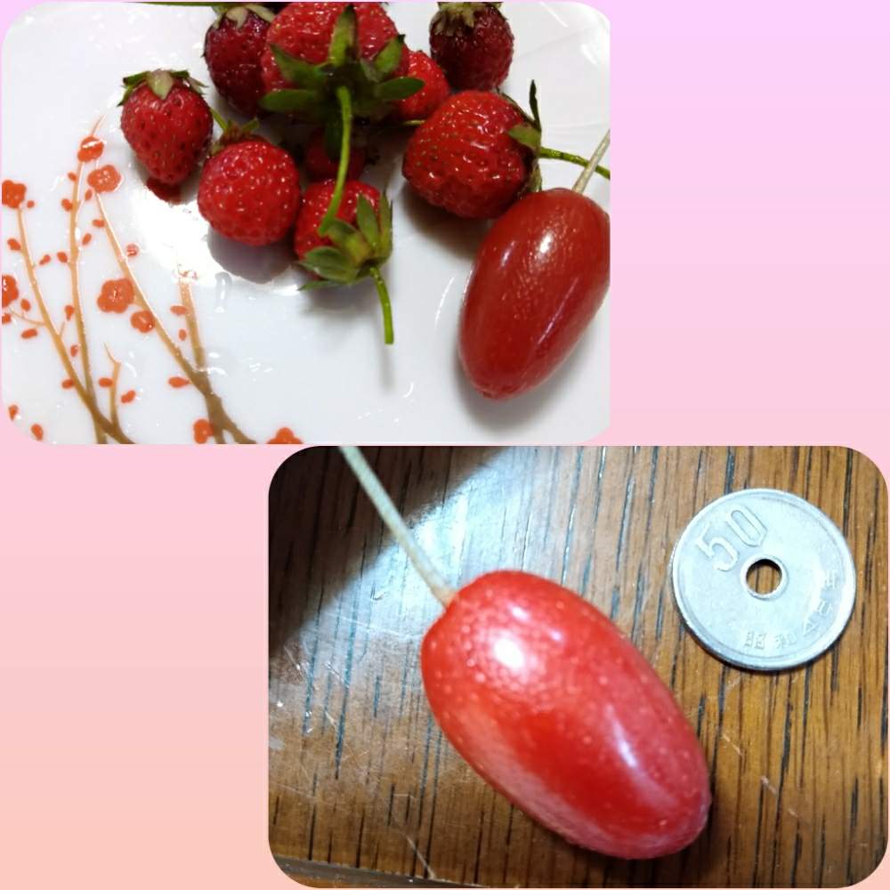 ビックリグミの投稿画像 By なつめッコ Gs不定期 さん 実のある暮らしと実のある暮らし 月6月10日 Greensnap グリーンスナップ Greensnap グリーンスナップ