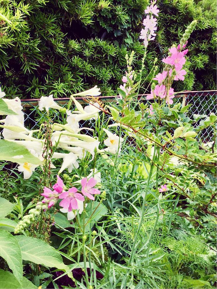 山椒の葉の投稿画像 By ひまわり大好きさん てっぽうゆりとマルバ ファスティギアータとシダルセア ロザリーとコスモスの若葉とおうち園芸と花いっぱいの花壇と大好きな庭と初夏のお花とお花は癒しと癒されて 月6月10日 Greensnap グリーンスナップ