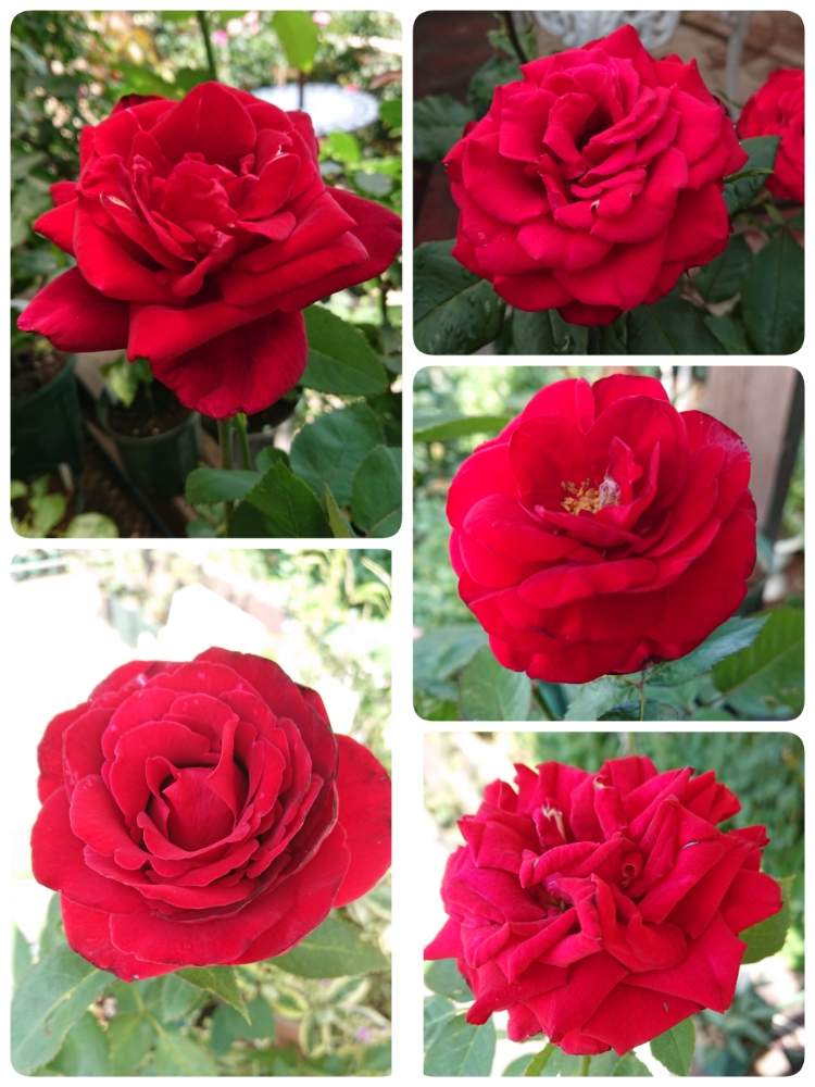 私の癒し の投稿画像 By ｙｕｍｉｋｏさん バラ ディープボルドーと薔薇愛同盟と花が好き と大好きとレッドエレガンス バラ とおうち園芸とブリランテと植中毒と薔薇が好き ときれ い とサムライと花のある暮らしとバラ パパメイアンといい色 と赤薔薇 月6月10