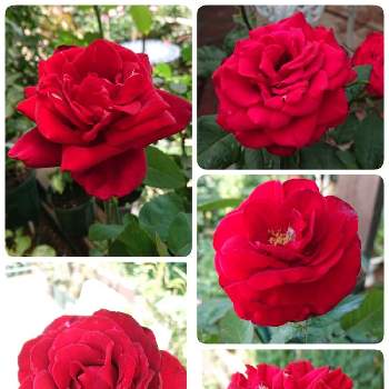 バラ ディープボルドーの画像 by ＹＵＭＩＫＯさん | 小さな庭と私の癒し♡とバラ ディープボルドーと薔薇愛同盟と花が好き❤と大好きとレッドエレガンス  バラとおうち園芸とブリランテと植中毒と薔薇が好き❤ときれ～い❤とサムライと花のある暮らしとバラ   パパメイアンといい色♡と赤薔薇