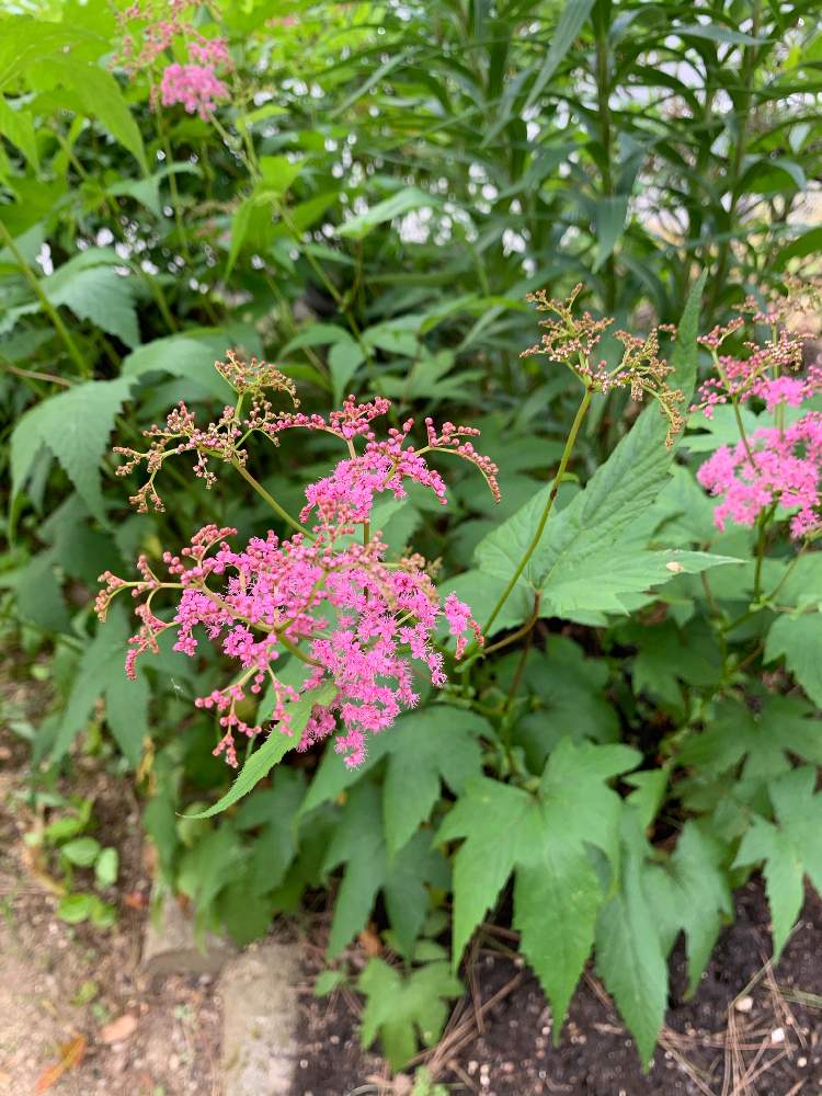地植えの投稿画像 By 光さん 山野草と花のある暮らしと多種多様の植物 月6月10日 Greensnap グリーンスナップ