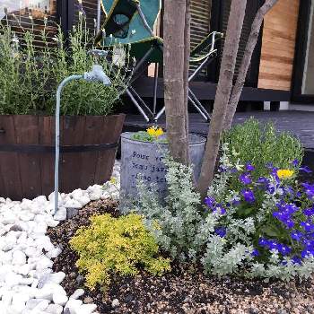 ロータス クレティクスの投稿画像一覧 Greensnap グリーンスナップ