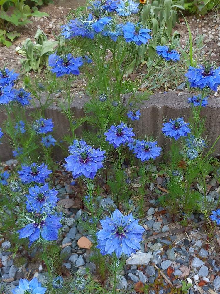 ニゲラの投稿画像 By Kkkさん 小さな庭と花のある暮らしとおうち園芸と花のある暮らしとおうち園芸 月6月10日 Greensnap グリーンスナップ Greensnap グリーンスナップ ニゲラの投稿画像 By Kkkさん 小さな庭と花のある暮らしとおうち園芸と花のある暮らしとおうち園芸 月6月10日 Greensnap グリーンスナップ Greensnap グリーンスナップ