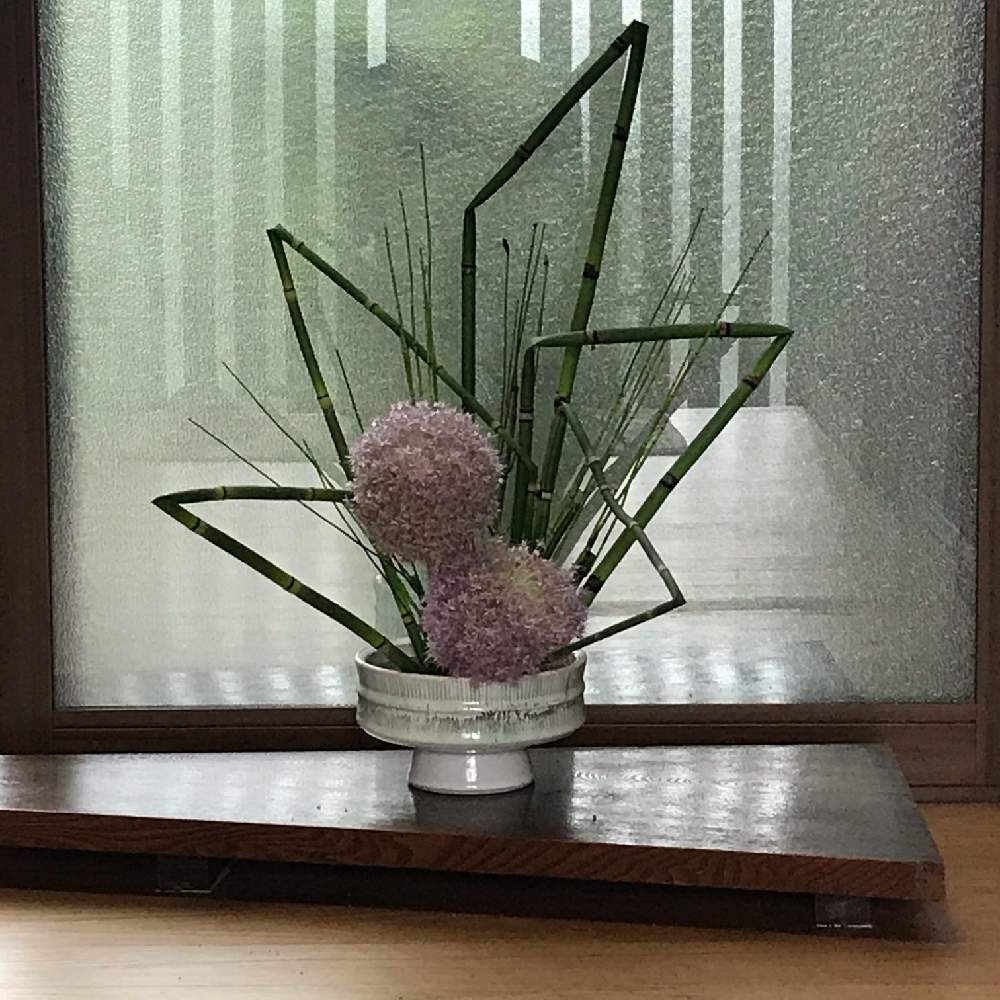トクサの投稿画像 By わかばさん ギガンジウムと玄関と水盤と盛花とgs映えと夏の花といけばなと花のある暮らしと水盤と盛花とgs映えと夏の花といけばなと花のある暮らし 月6月10日 Greensnap グリーンスナップ Greensnap グリーンスナップ