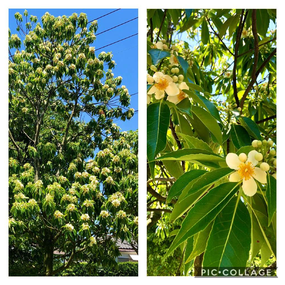 イジュの投稿画像 By ちょこ さん 公園と白い花と木に咲く花 月6月10日 Greensnap グリーンスナップ