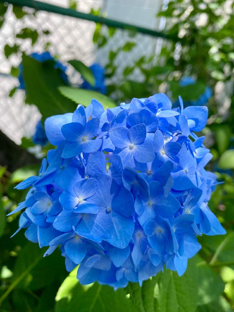 アジサイの投稿画像 By さいたまさん 紫陽花 安行四季咲きとヒメアジサイ 四季咲きと紫陽花と一輪の魅力と毎日 紫陽花と紫陽花が好き と碧い輝きと紫陽花が大好き と休日の過ごし方と皆様に心から感謝 と興禅院と花びらの魅力 とblue Blue Blue 月6月