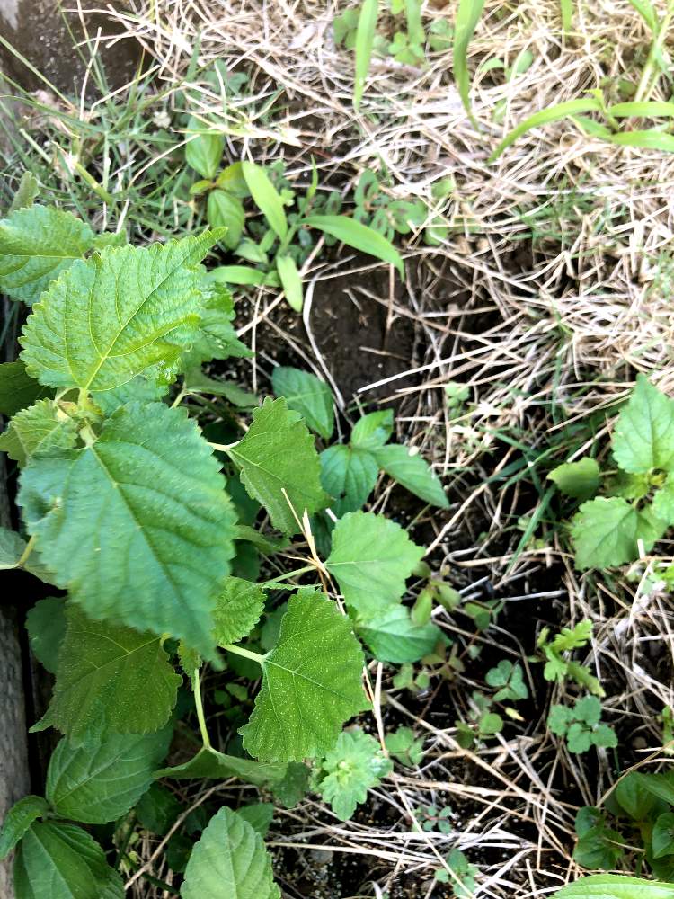 小さな庭の投稿画像 By こうしろうさん 月6月10日 Greensnap グリーンスナップ