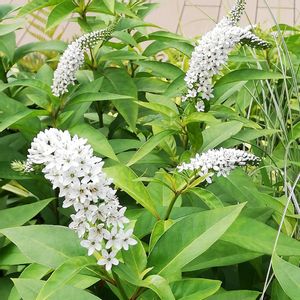 爽やか,花のある暮らし,屋上庭園,いつもありがとう,癒やされるの画像