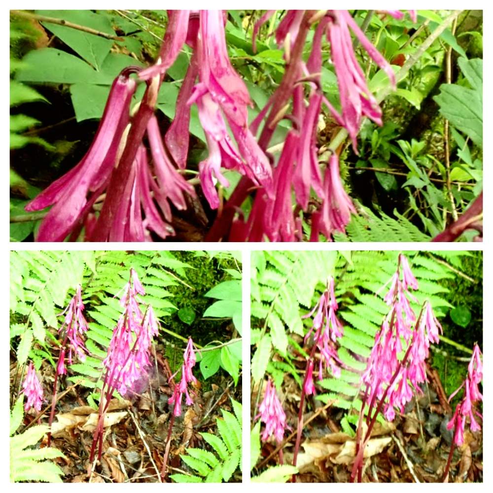 モイワラン の投稿画像 By ガンゼキランさん 山地とお出かけ先と山地 月6月10日 Greensnap グリーンスナップ Greensnap グリーンスナップ