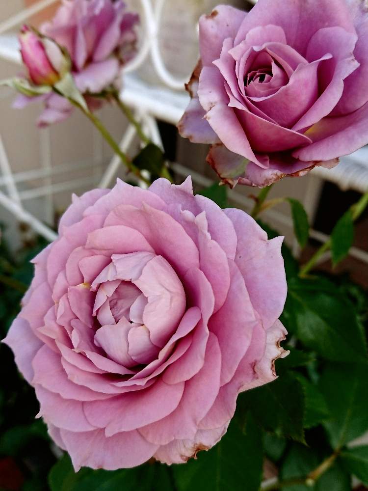 ノヴァーリスの投稿画像 By あきこさん ﾊﾞﾗの庭とばら バラ 薔薇と薔薇愛同盟と薔薇に魅せられてとナチュラルガーデンと花のある暮らしと薔薇 とロザリアン 月6月10日 Greensnap グリーンスナップ