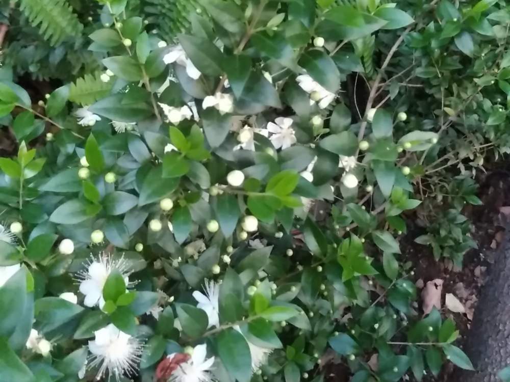 ギンバイカの投稿画像 By Sakataharumiさん 月6月10日 Greensnap グリーンスナップ