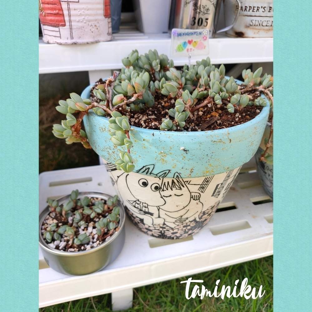 碧魚連の投稿画像 By たみにくさん リメ鉢とトトの日と多肉ビギナー 月6月10日 Greensnap グリーンスナップ