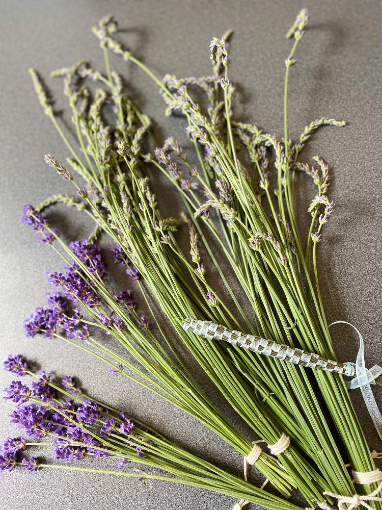 イングリッシュラベンダーの投稿画像 By 花梨さん ラベンダーグロッソとラバンディン系と癒しと花壇とドライとおうちdeハーブとおうち園芸とハーブと ラベンダースティックと花のある暮らしとかわいいと地植えとラベンダー収穫と良い香り 月6月10日 Greensnap