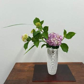 オクラレウカの投稿画像一覧 Greensnap グリーンスナップ