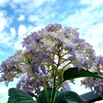 ブリーディングセレクションの投稿画像一覧 Greensnap グリーンスナップ