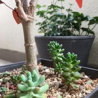乙女心,虹の玉,虹の玉の葉挿し,ユーフォルビア チョコリーフ,ユーフォルビア コティニフォリアの画像