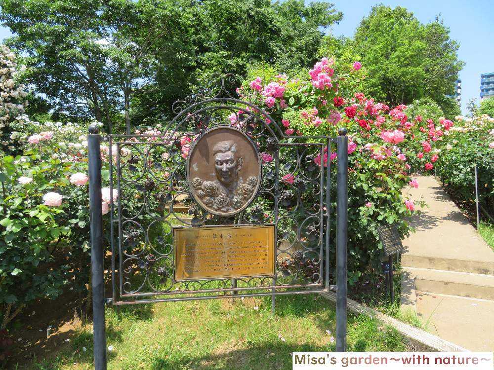 June 京成バラ園 Greensnap グリーンスナップ