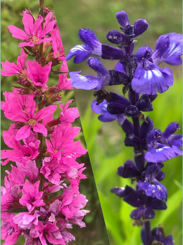 ブルーサルビアの投稿画像 By ひめだかさん ミソハギとシソ科と落葉と日光好きとミソハギ科と花期長いと耐暑性と多年草と花のある暮らしと耐寒性と一年草と地植え 月6月10日 Greensnap グリーンスナップ