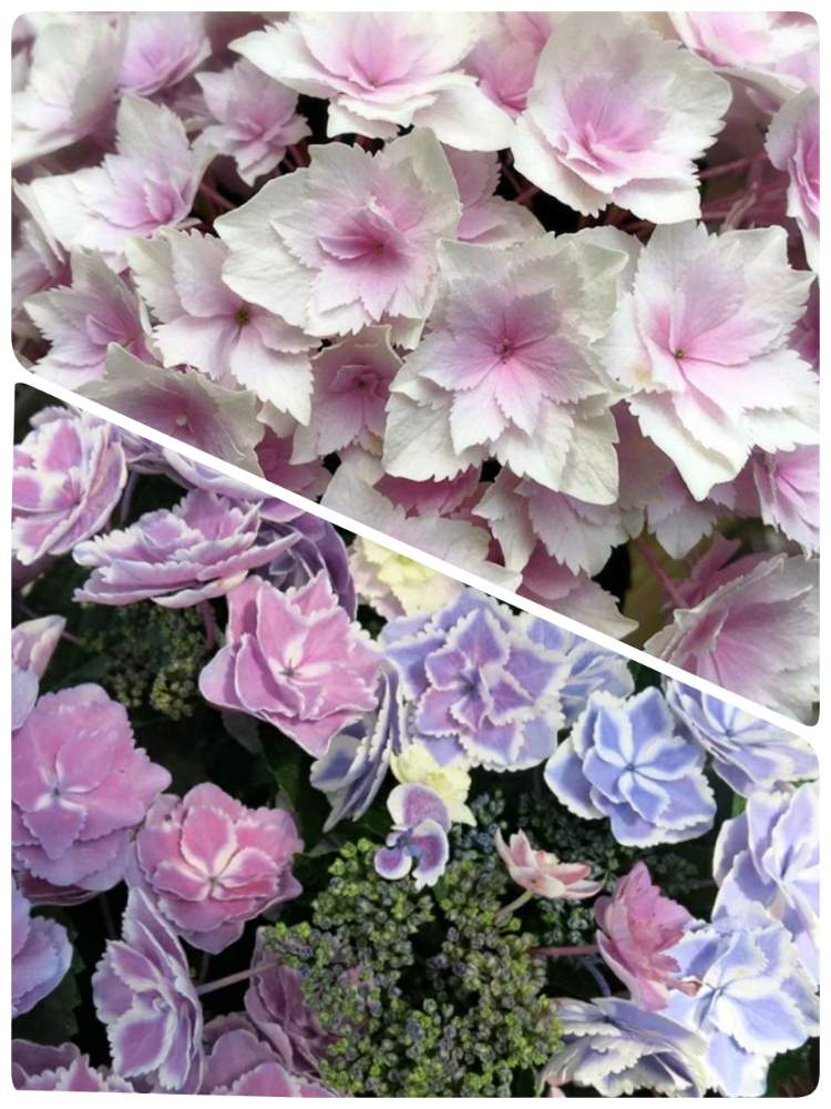 アジサイ きらきら星の投稿画像 By クロウさん アジサイ パラソルロマンと紫陽花 アジサイ あじさいとあじさい大好きと小さな庭と紫陽花 アジサイ あじさいとあじさい大好き 月6月11日 Greensnap グリーンスナップ Greensnap グリーンスナップ