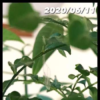トネリコ属の画像 by yuhekoさん | 窓辺とトネリコと観葉植物とトネリコ属と陶器鉢と ケサランパサランと植中毒と植物部屋