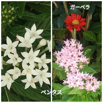 白のペンタスの画像 by メリーさん | 小さな庭とガーベラ♪とおうち園芸とピンクのペンタスと門の花壇と白のペンタスと小さい花壇と花のある暮らしと狭い花壇