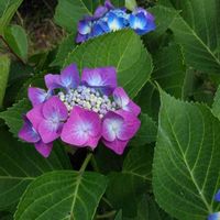 ガクアジサイの画像