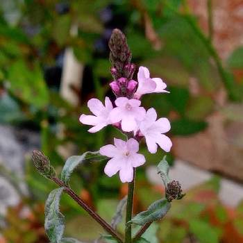 バーベナバンプトンの投稿画像一覧 Greensnap グリーンスナップ