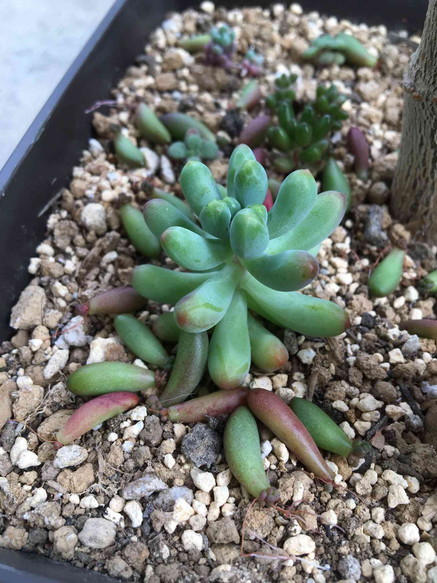 虹の玉 葉挿し成長記録｜🍀GreenSnap（グリーンスナップ）