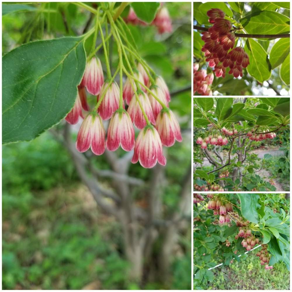 サラサドウダンの投稿画像 By Junjunsapporoさん 北の大地北海道とドウダンツツジ属と散歩と豊平公園とツツジ科と北海道と札幌 月6月11日 Greensnap グリーンスナップ